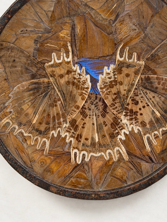 Antique French Butterfly Wing Vide Poche, Les Papillons de Péguy