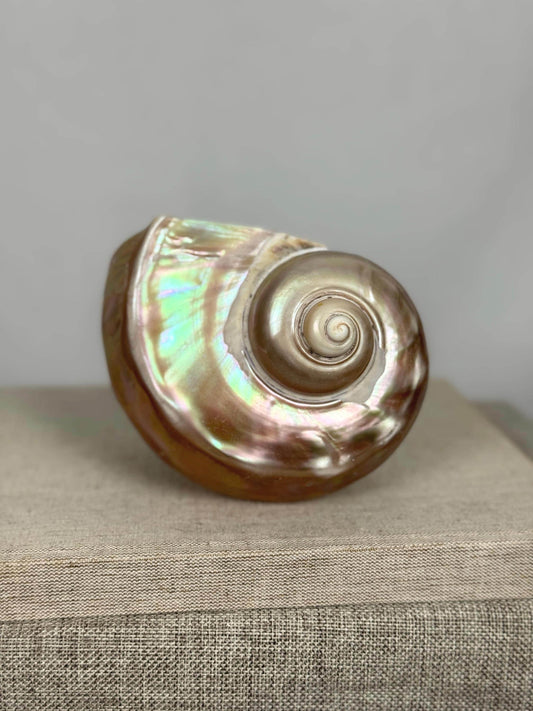 Mother of Pearl Nautilus Shell