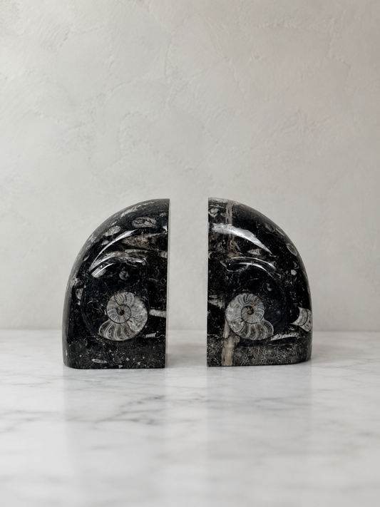 Fossil limestone bookends