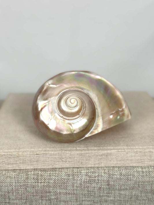 Mother of Pearl Nautilus Shell
